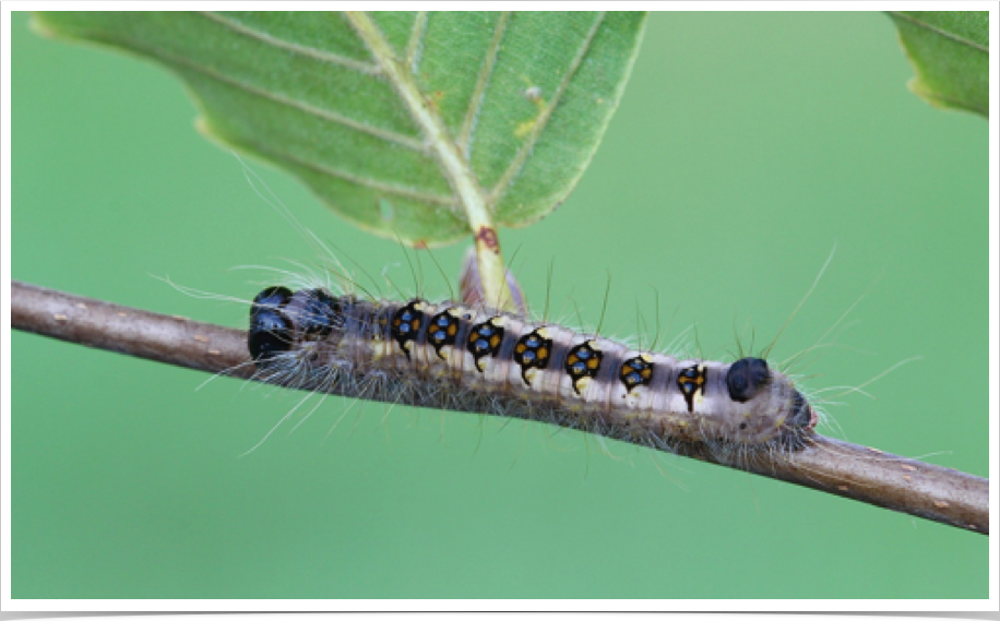 Acronicta interrupta
Interrupted Dagger
St. Clair County, Alabama